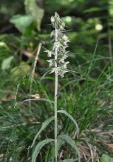 11 Violette Stendelwurz